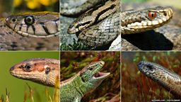 Reptile ID guide