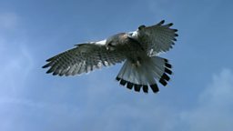 Kestrel hovering