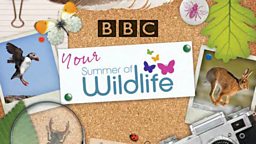 Summer of wildlife handbook