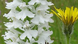 Albino common spotted orchid