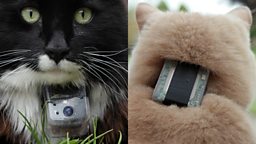 Cats with camera/tracking collars