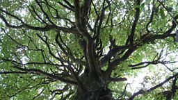 Tree canopy