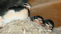 Swallow chicks