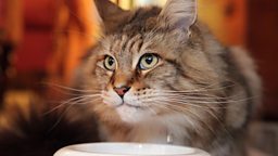 Cat at feeding bowl