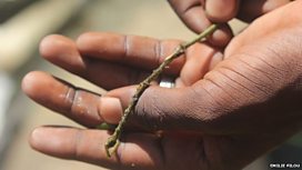 Beating river blindness by fly-catching