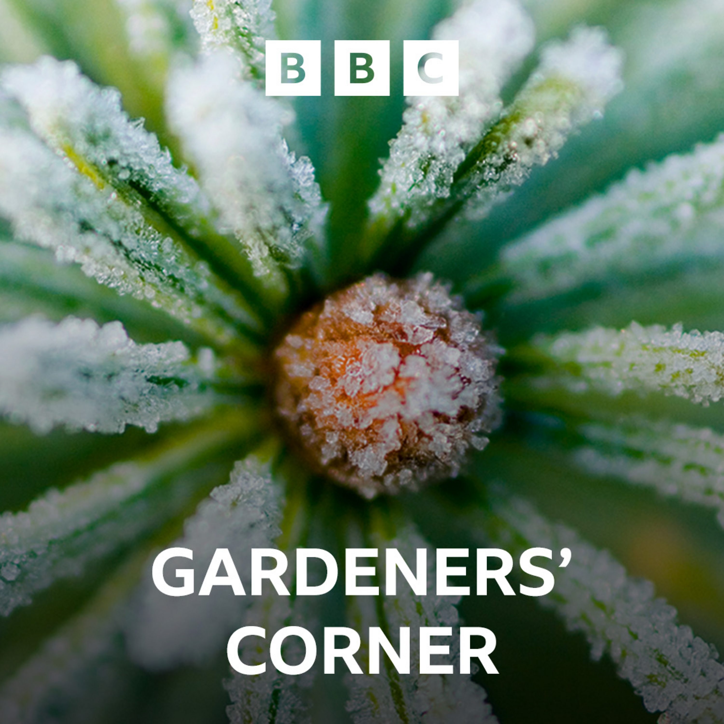 How to look after your Christmas tree, Adam Frost's shrub for December, and picking plants for the office