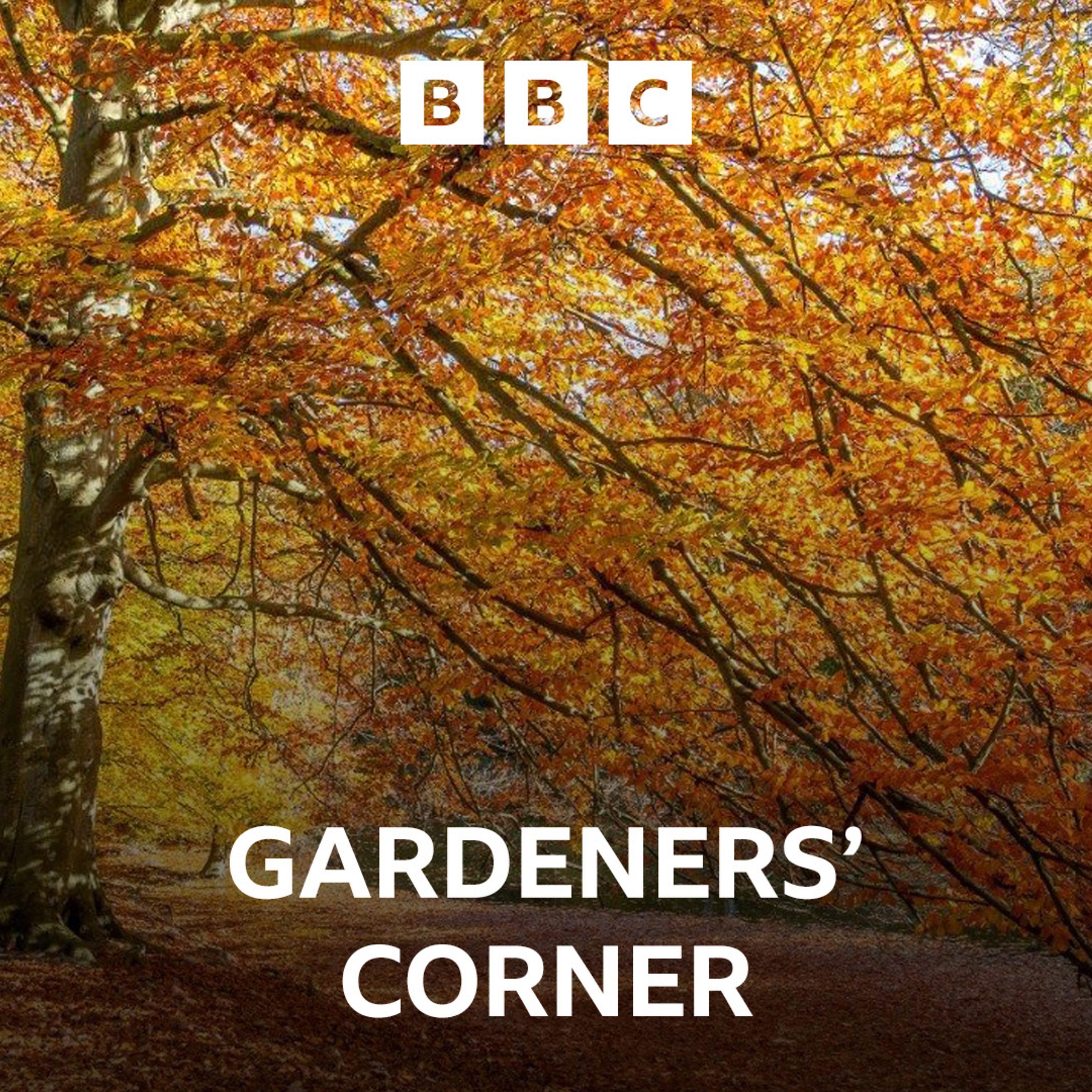 Autumn colour arrives, what to grow now and the backyard bargain garden