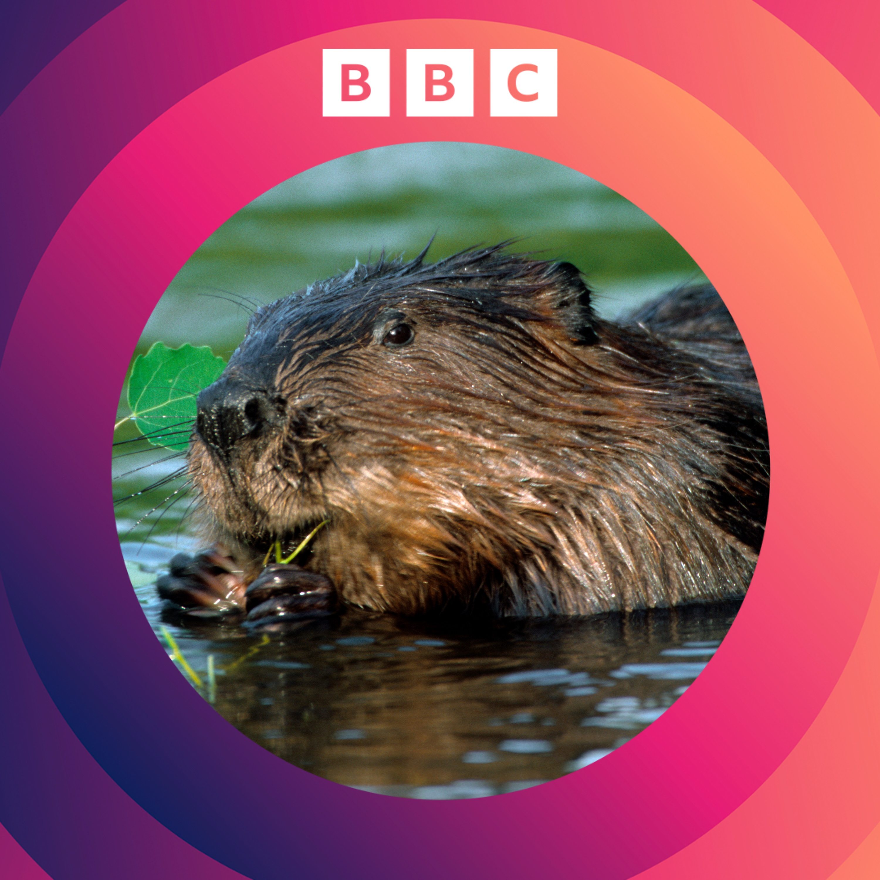 Q&A: Beavers, solar panels in the Sahara and nuclear waste