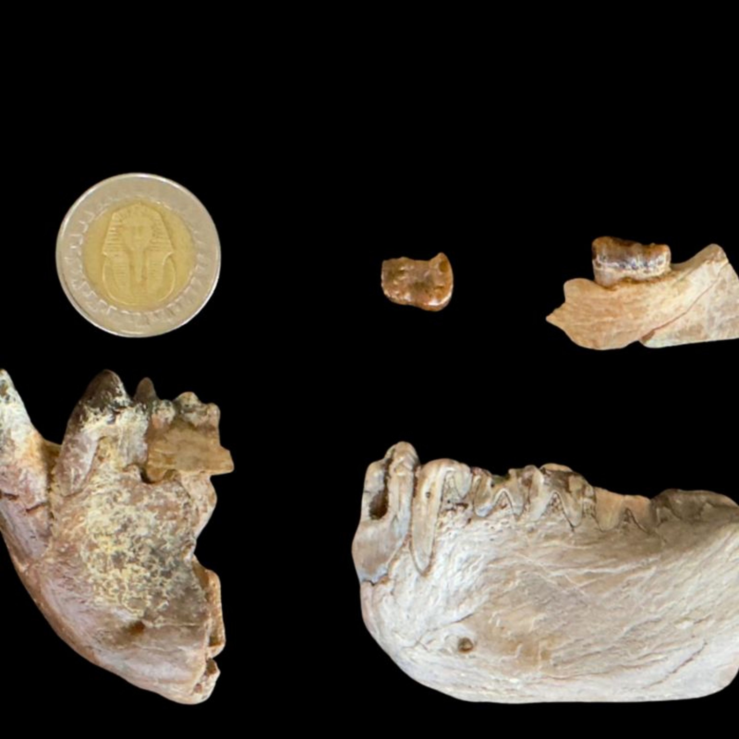 ما قصة البحث المصري الذي غيّر خريطة تطور القردة العليا؟