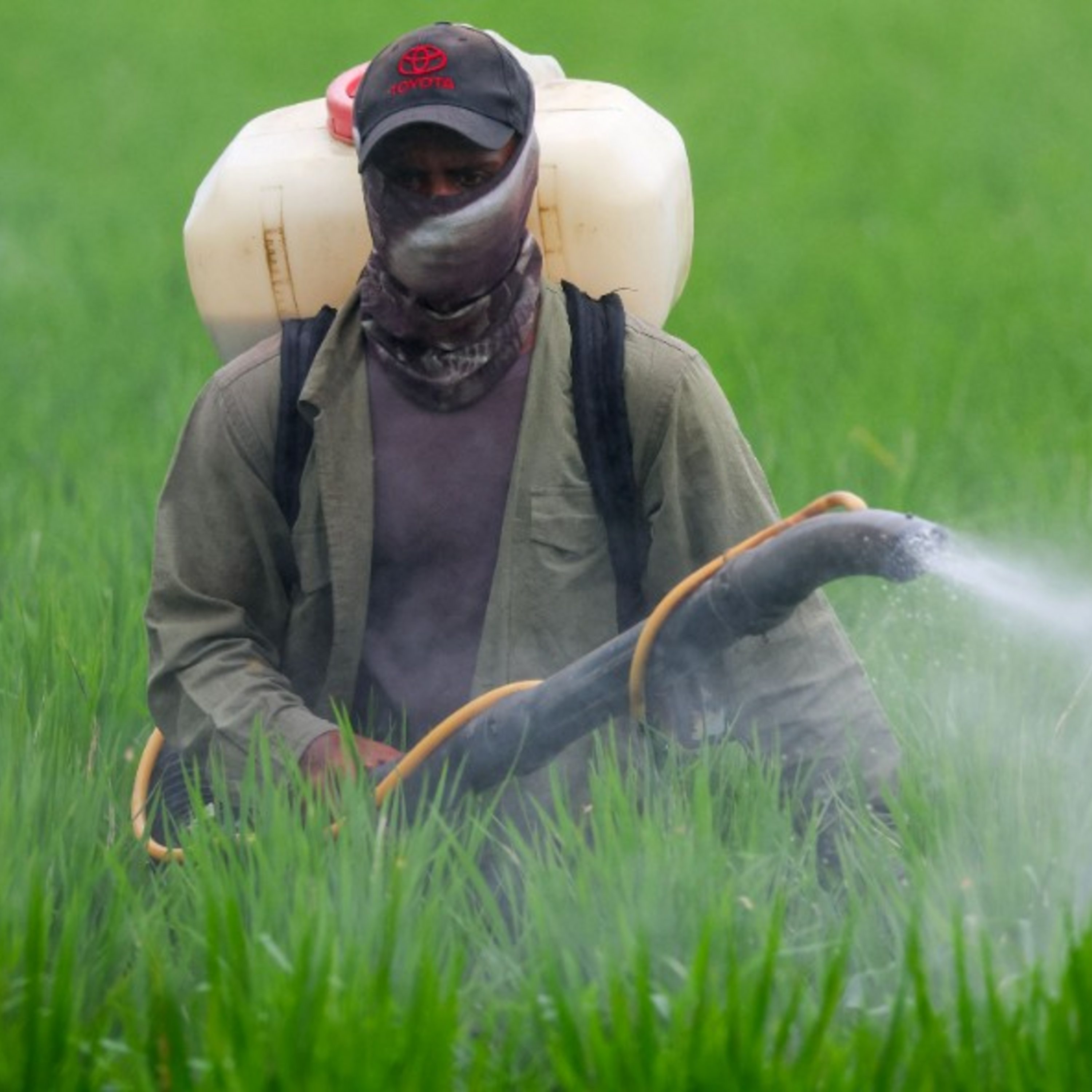 Is the ceasefire in the Gulf too late to stop food prices rising?