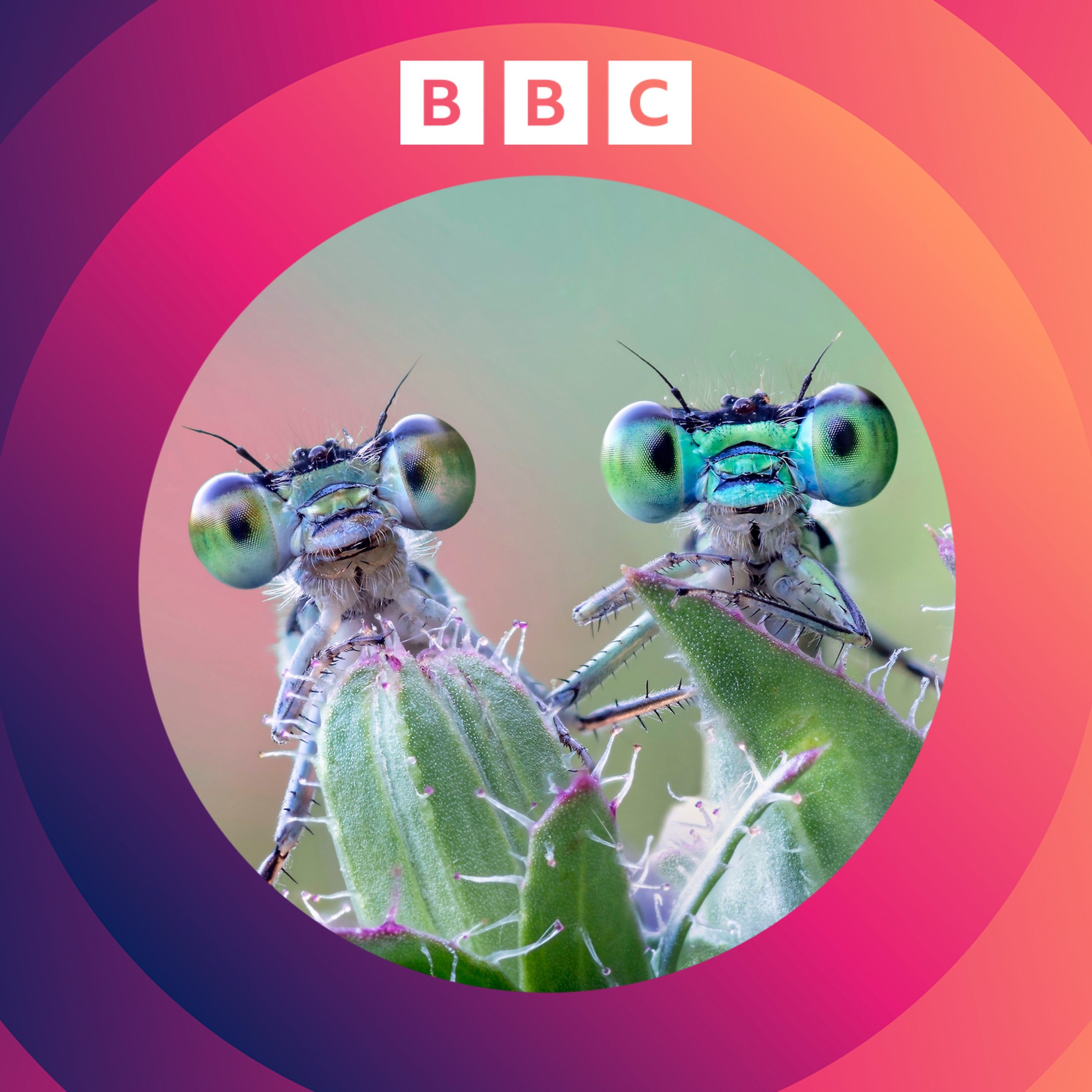 How will climate change affect insects?