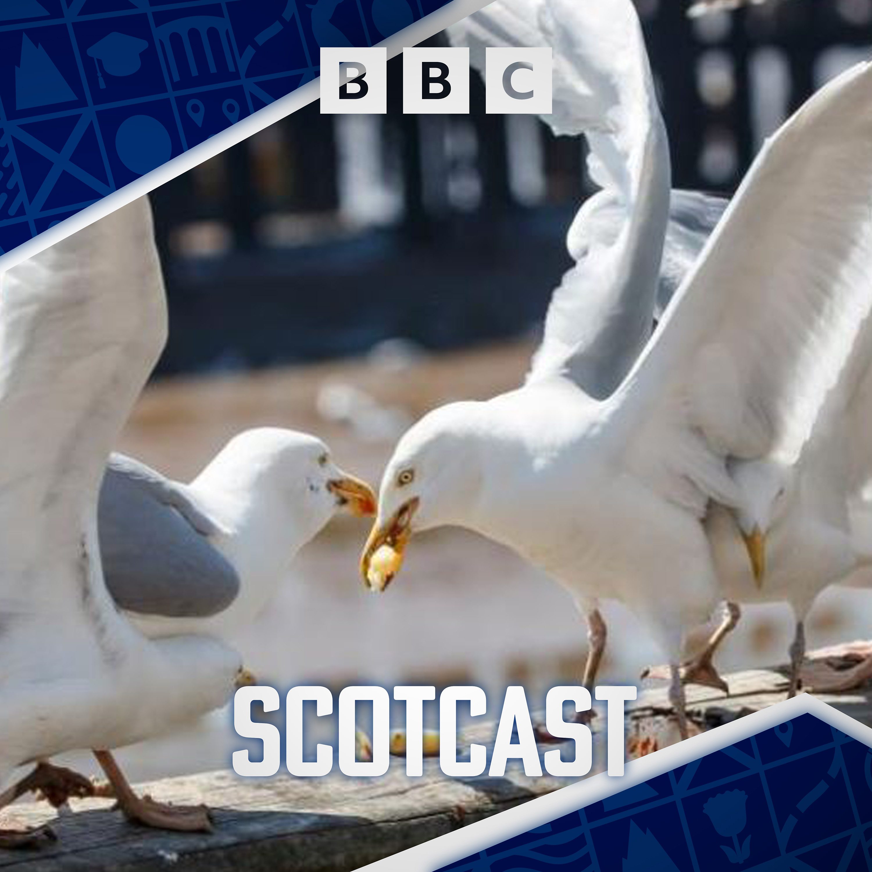 The seagull debate: to cull or conserve?