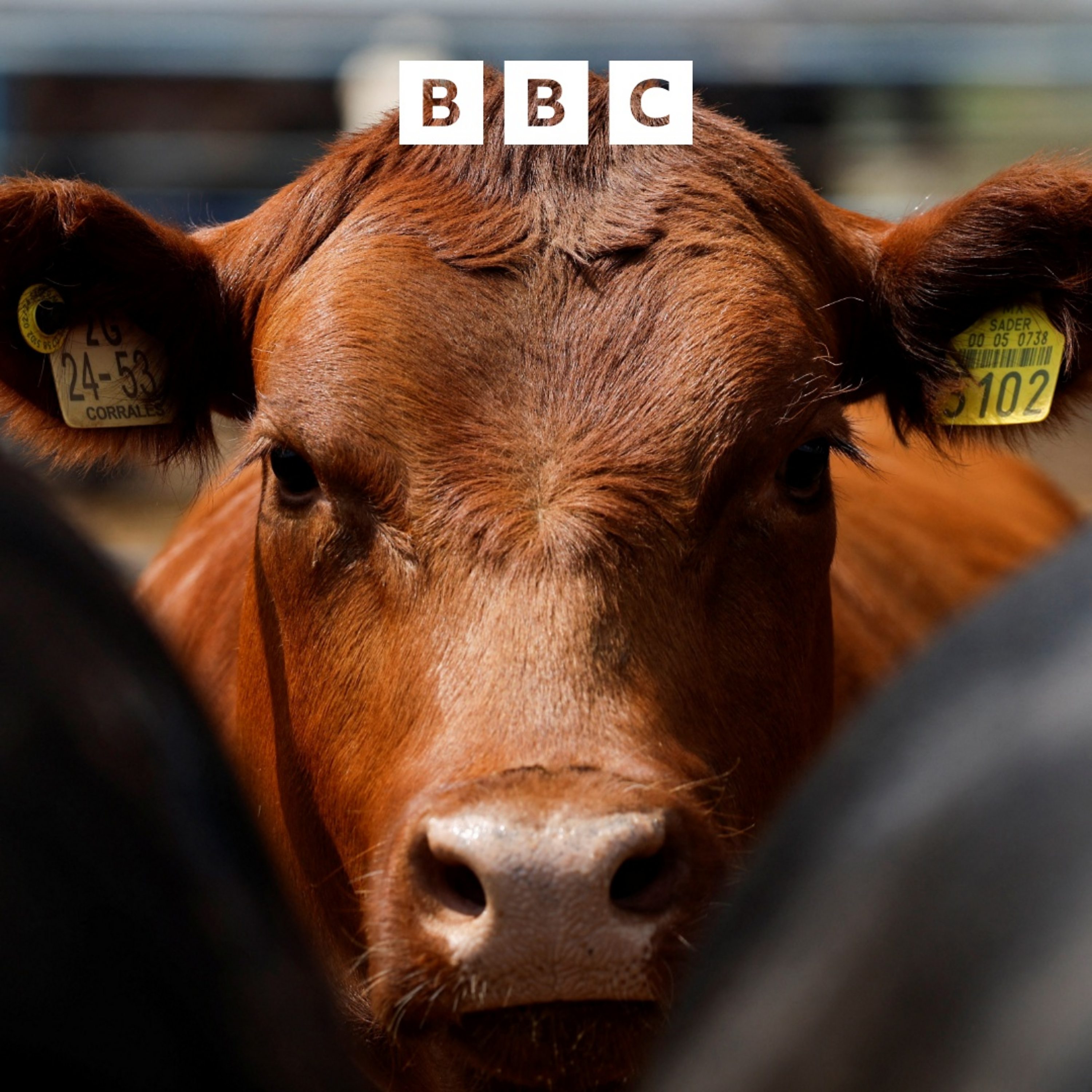 Follow the Money: The beef with US beef