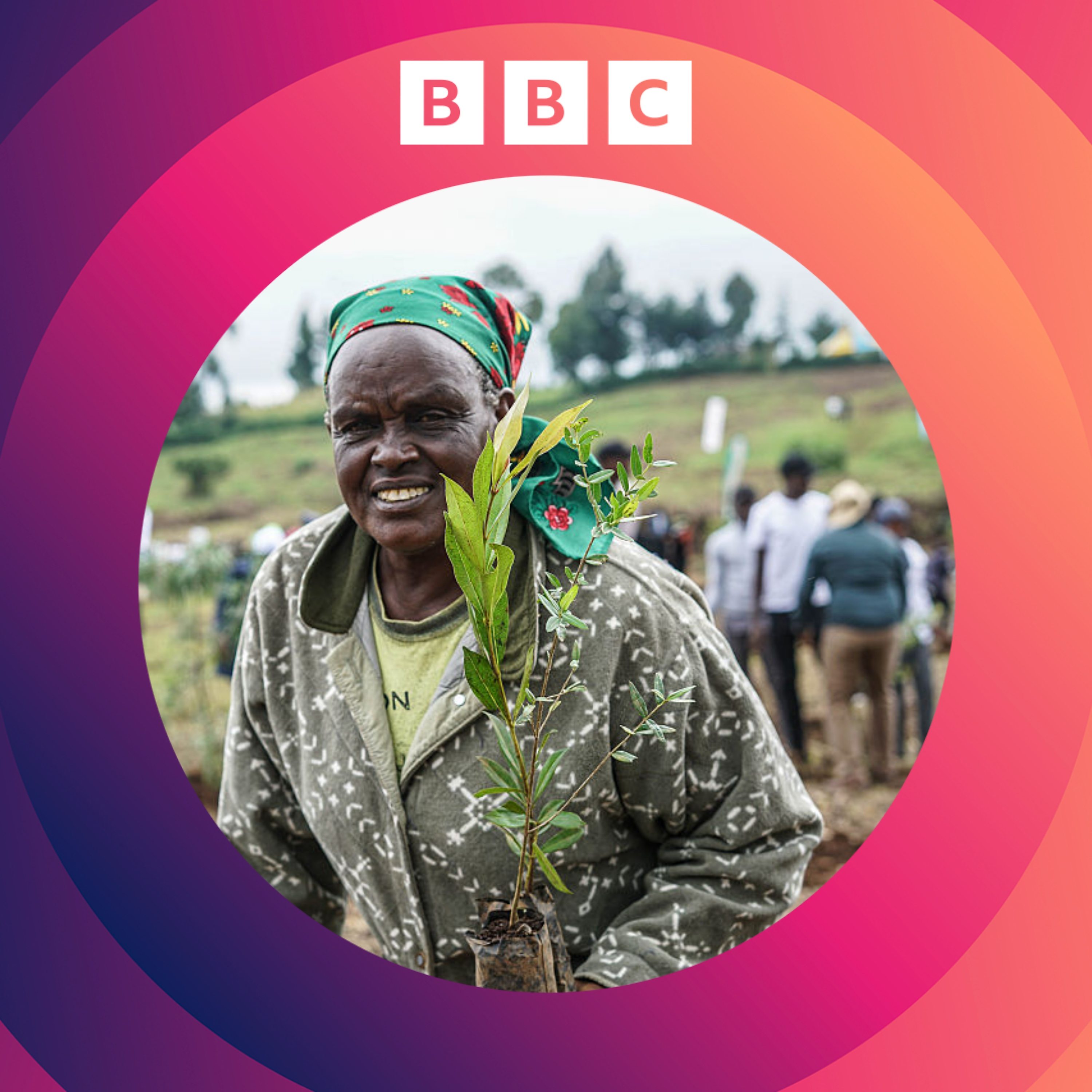 How do we save Africa's forests?