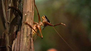 cricket bites