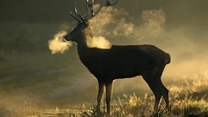 Image for An incident with a deer