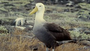Image for Sexing the albatross
