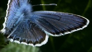 Image for Gardening for butterflies