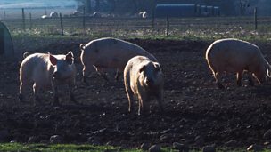 Image for Sausage and bacon shortage predicted as feed prices rise