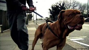 Image for He's massive, he's my baby