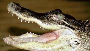 Image for Alligator pool parties for Florida children
