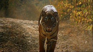 Image for Machli Tiger Queen