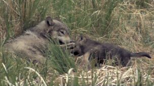Image for Cute wolf pups