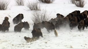 Image for Wolves hunt Buffalo