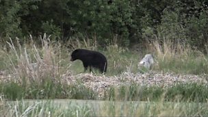 Image for Bear vs. Wolves