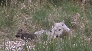 Image for Wolf mum feeds pups