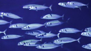 Image for The Fishing Forecast