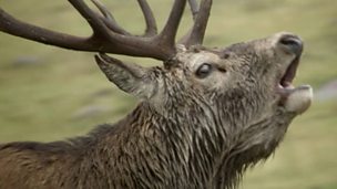 Image for Rum deer rut diary
