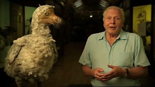 Image for Attenborough's Ark