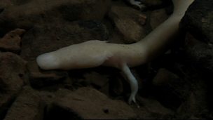Image for Olm - a rather strange animal