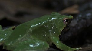 Image for Chytrid Fungus Sampling