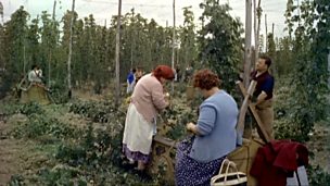 Image for Harvest of Hops - Wallpaper and Hopping