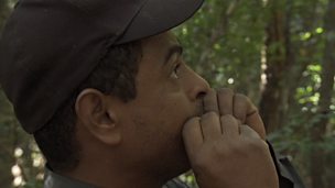 Image for Mimicking a tamarin call