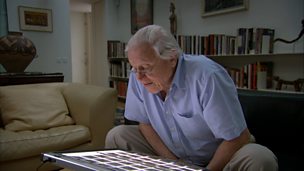 Image for Attenborough's gorilla slideshow