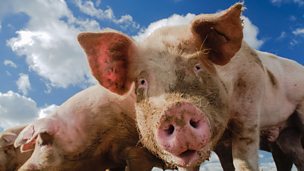 Image for CALLER “The way I see pigs is the way I see people.”