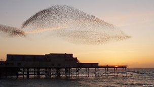 Image for The Aberystwyth Murmuration