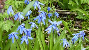 Image for Taking a look at wildflowers