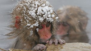 Image for ‘Ikea monkey’ was “part of the family” says owner