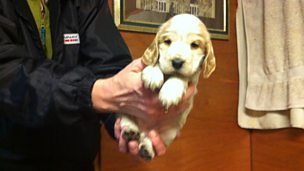 Image for Are North Easterners Really Giving Up Their Dogs Because They're The Wrong Colour?