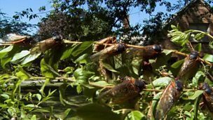 Image for Cicada plague
