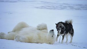 Image for Man might not always be a dog’s best friend