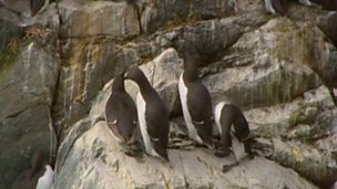 Image for Guillemots