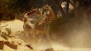 Image for Behind the scenes: Giraffe fight