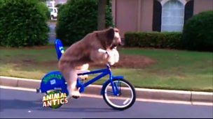 Image for Norman the Dog says he's ready for the Tour de France