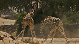 Image for Giraffe fight producer: "our jaws hit the floor"