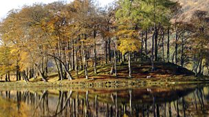 Image for John Beattie: Super Stories...Scotland's National Tree